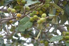 Ficus drupacea var. pubescens